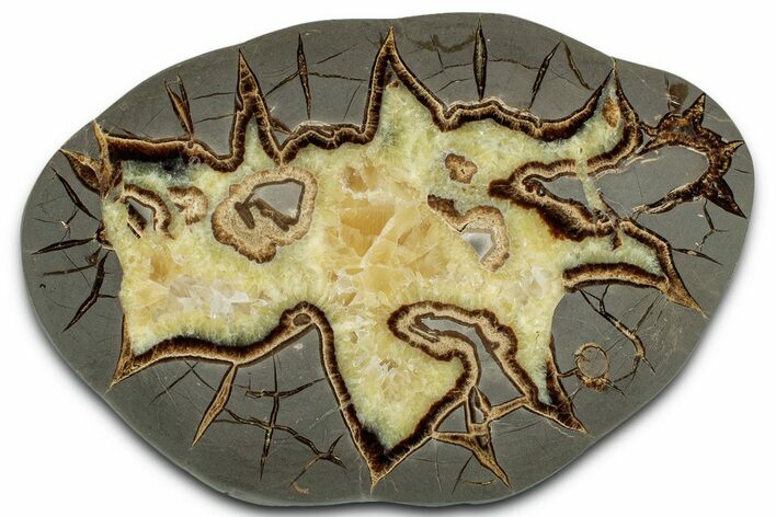 Polished Septarian Slab - Utah #318126